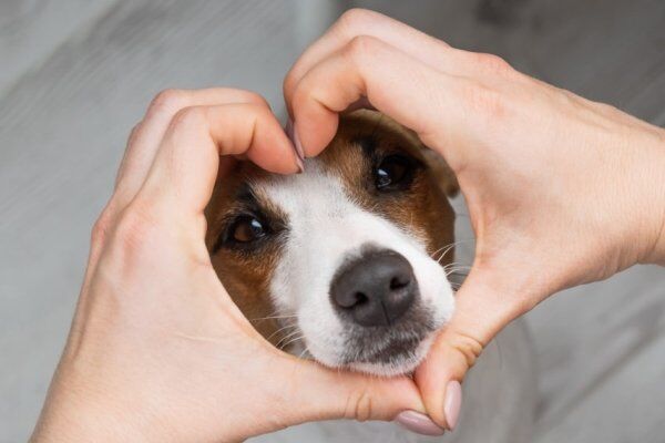Animais e afeto: o impacto positivo dos pets na saúde emocional